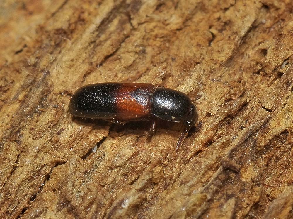 Corticeus cfr fasciatus (tenebrionidae)